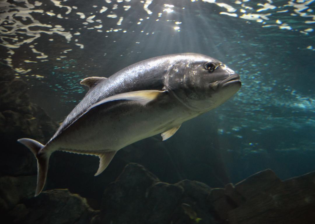 Atlantic bluefin tuna swimming underwater