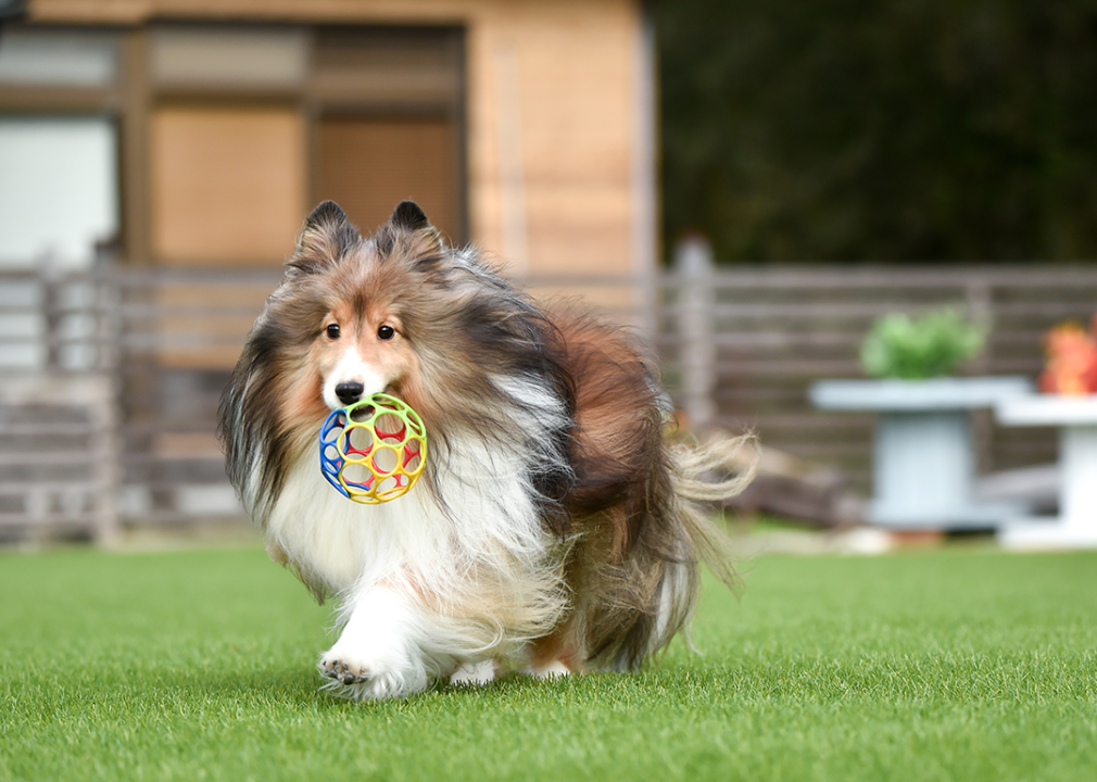 Shetland Sheepdog with ball on grass.