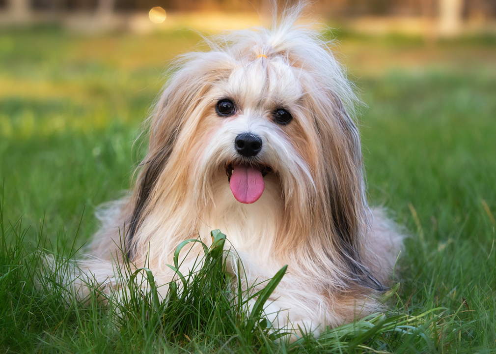 A Havanese dog sitting on the grass.