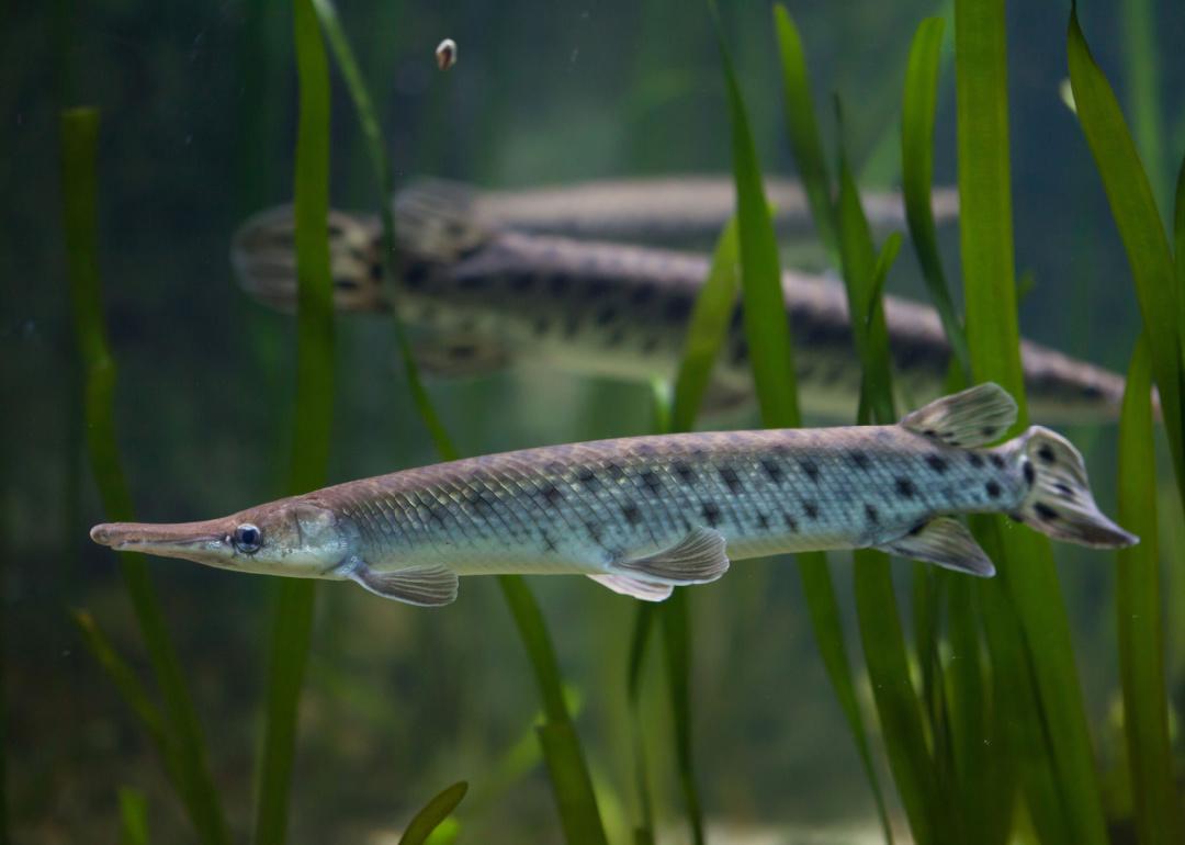 Record fish caught in Missouri