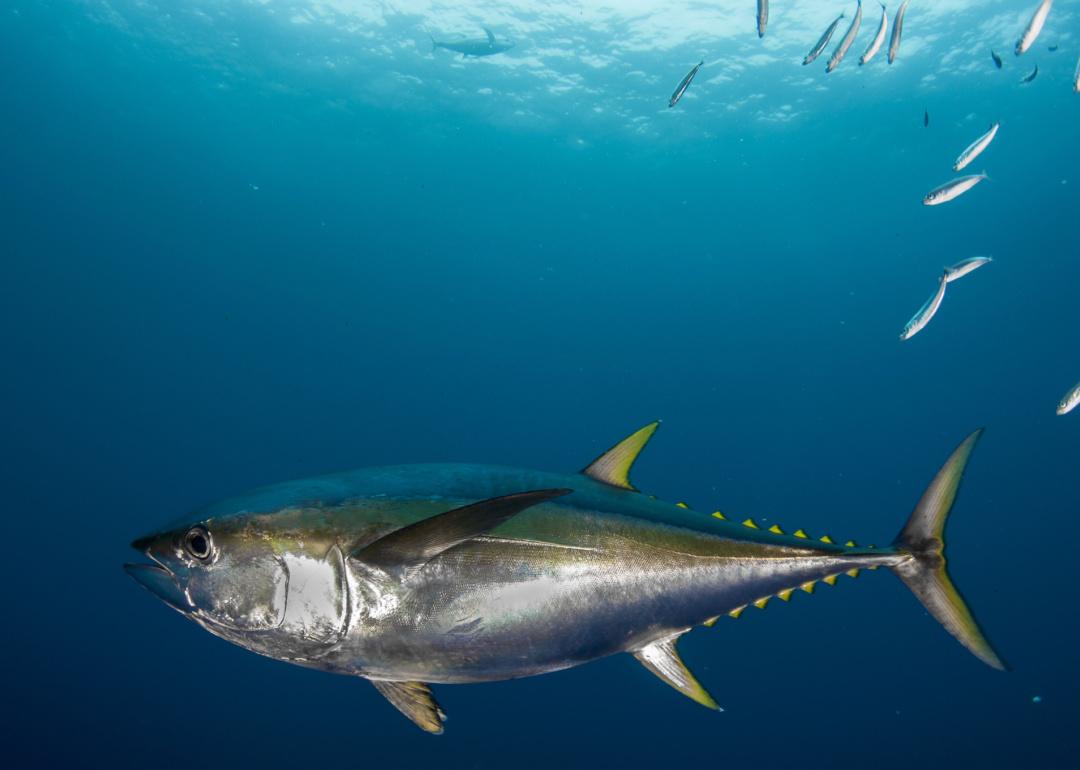 Yellowfin Tuna swimming Underwater