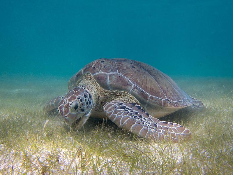 A sea turtle resting on the ocean floor.