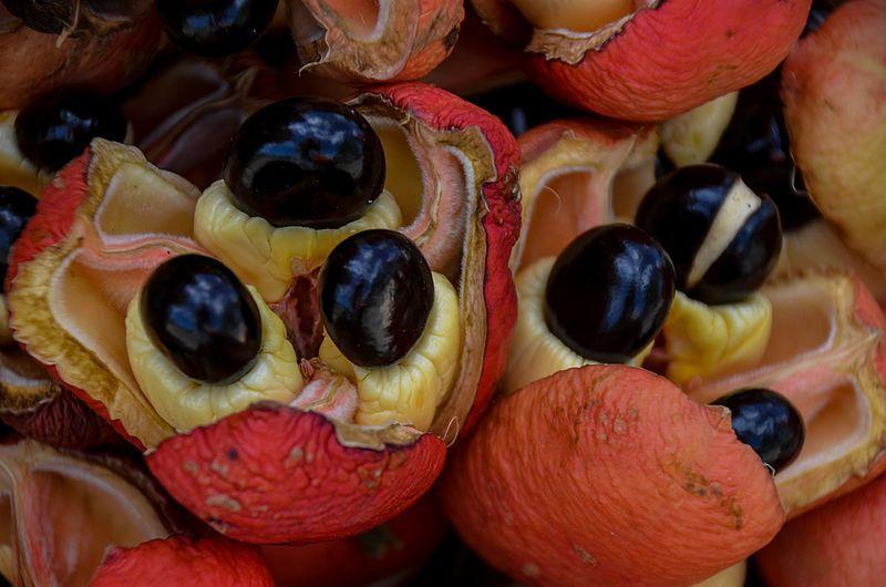 Close-up of ackee fruit.