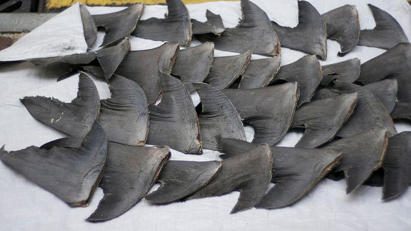 Severed shark fins in ice.