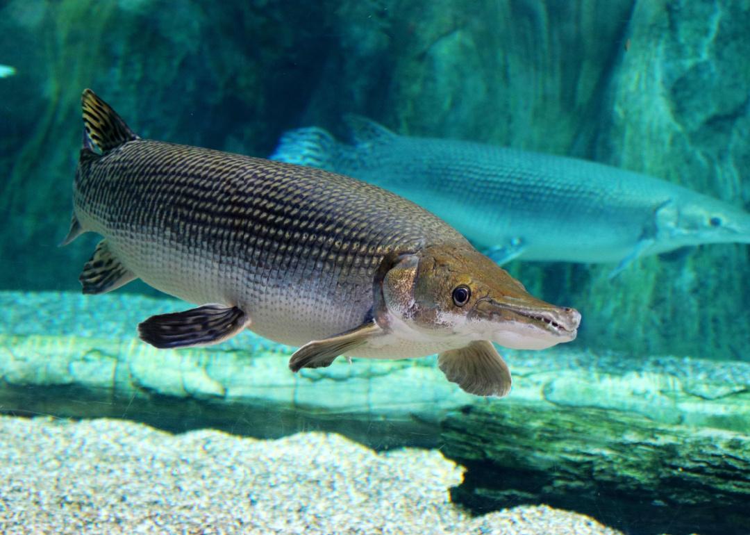 Alligator gar swimming underwater