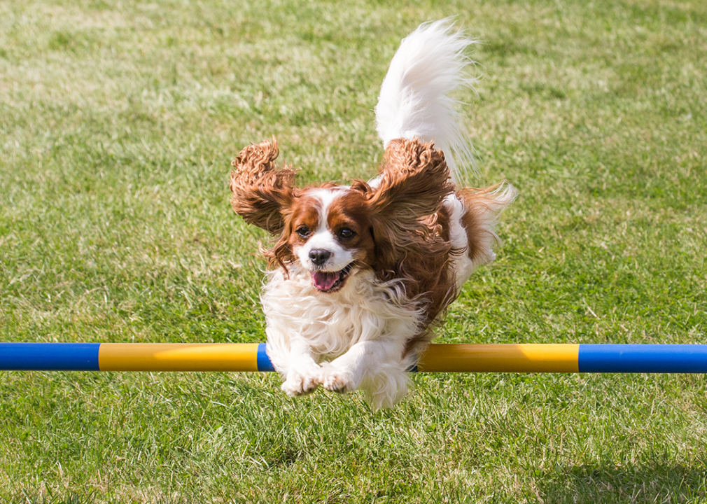 Cavalier king charles spaniel jumping over bar.