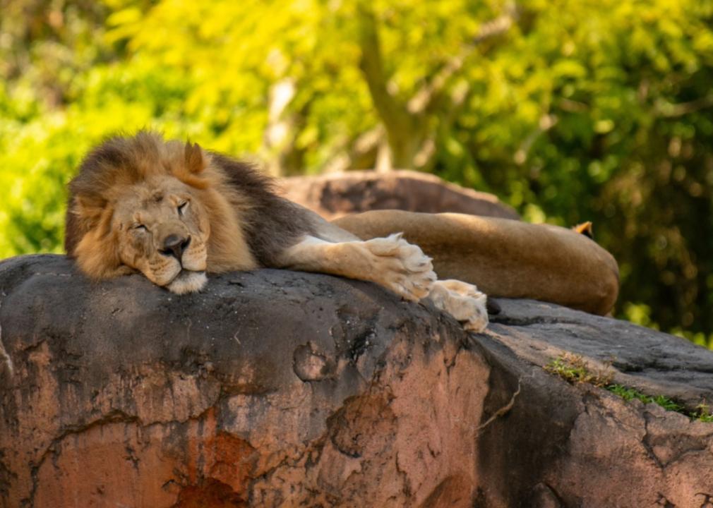 A lion sleeping.
