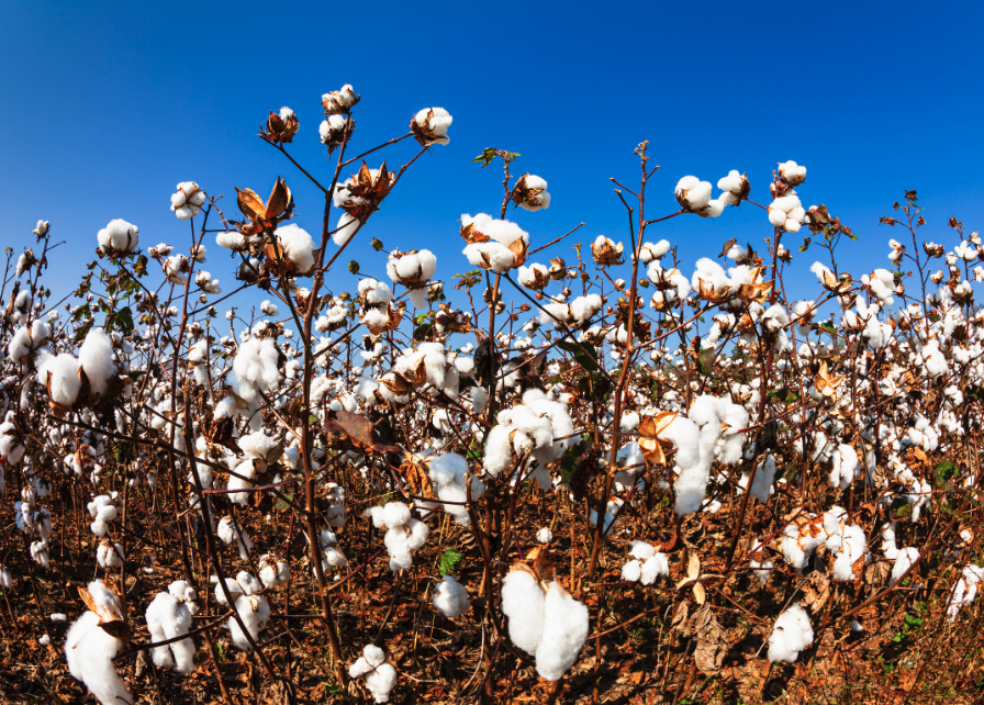 Close up of a cotton field.
