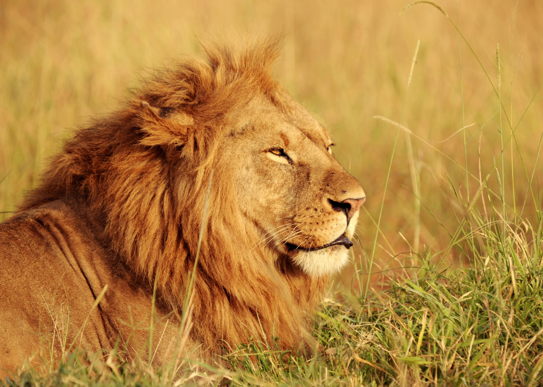 A lion in the grass.