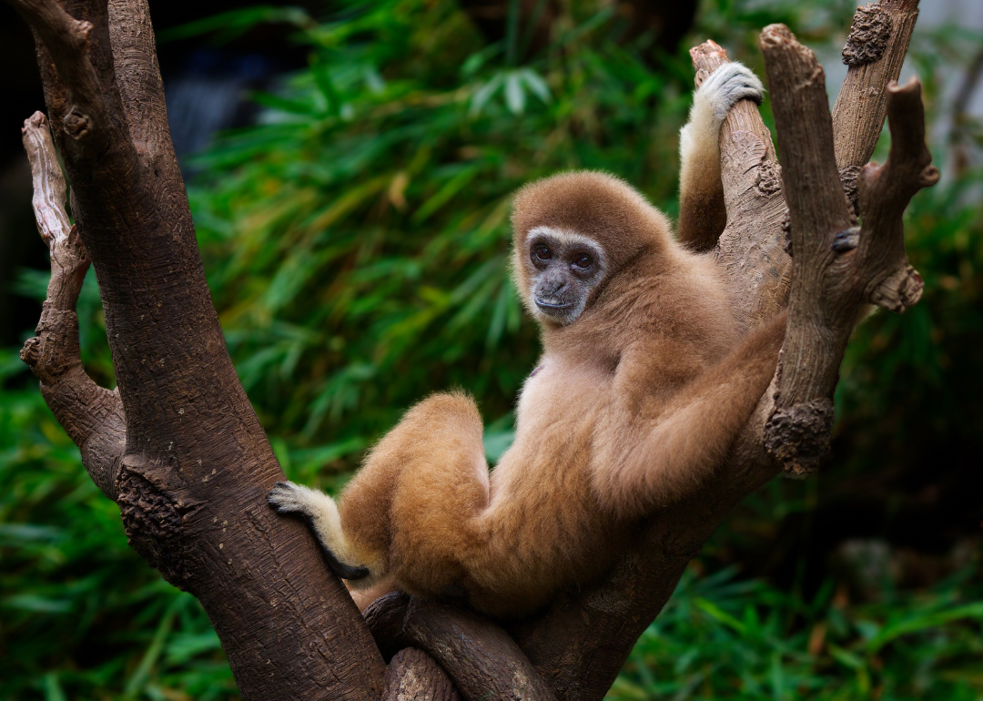 A brown monkey in a tree.