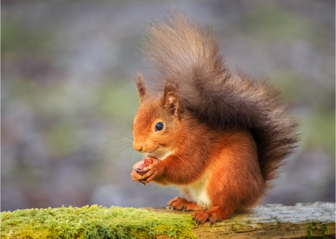 A red squirrel eating a nut.