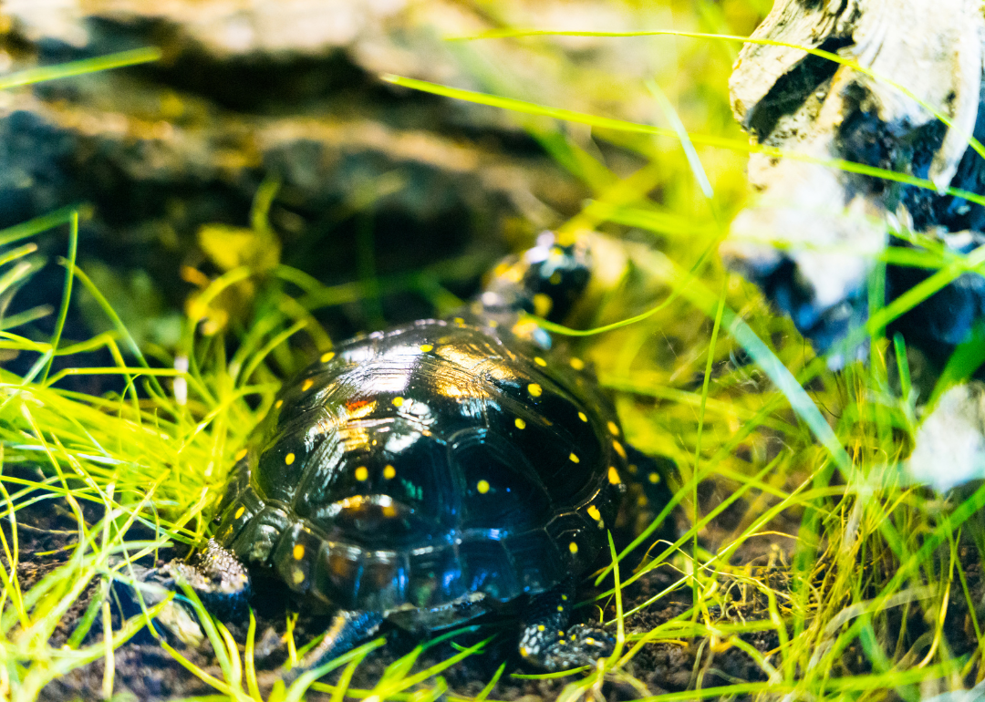 A small turtle in green grass.