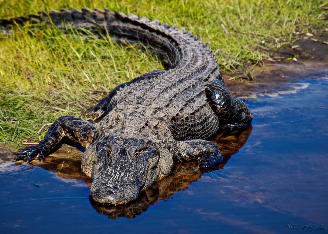 An alligator going into the water.