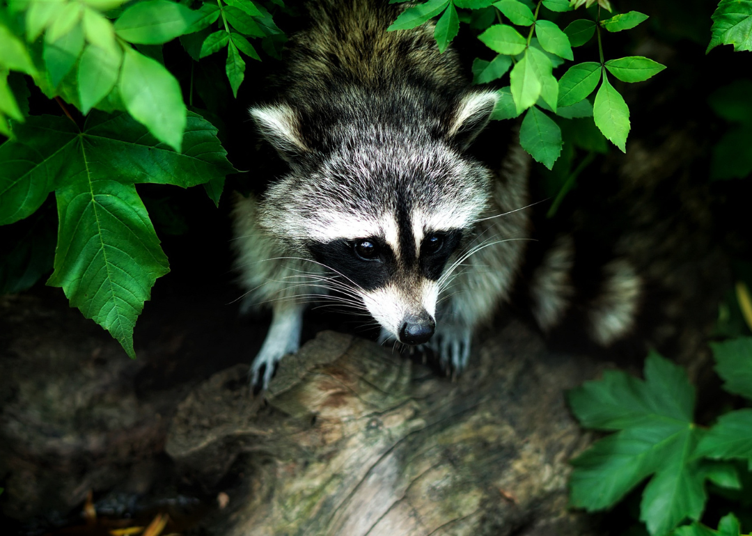 A raccoon on a log in the forest.