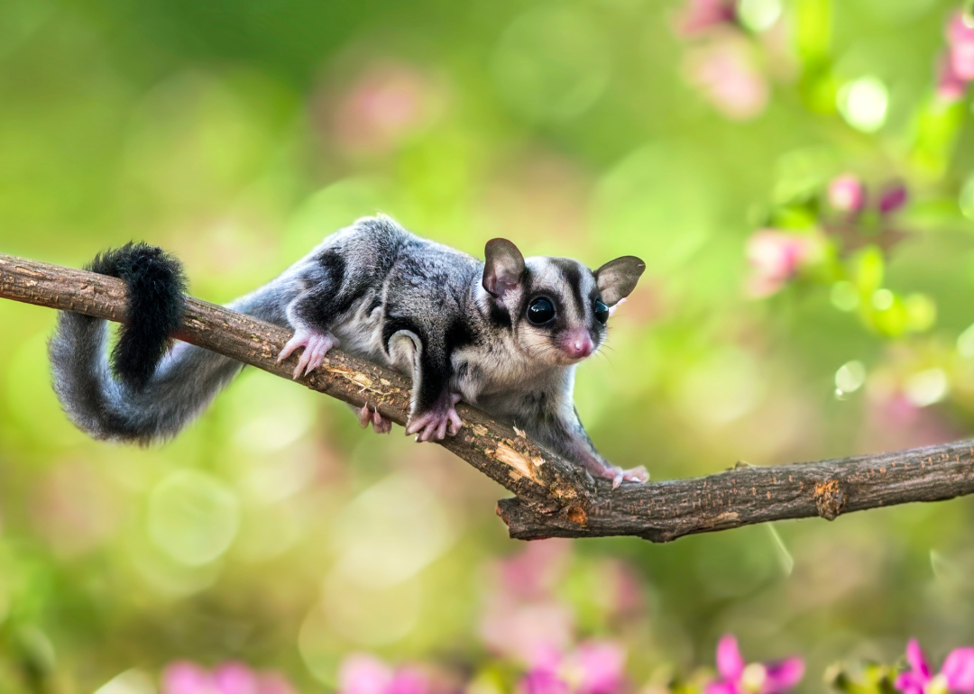 A sugar glider on a branch with pink flowers in the background.