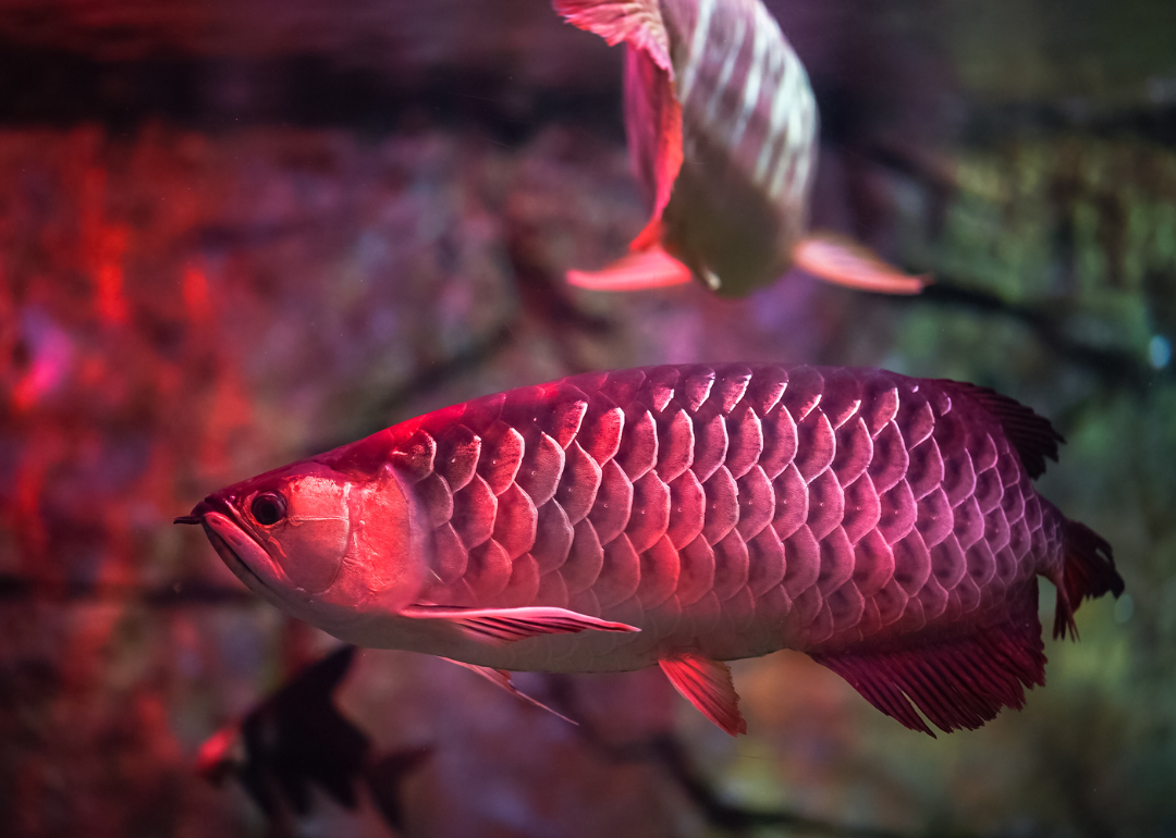 A red Asian Arowana fish.