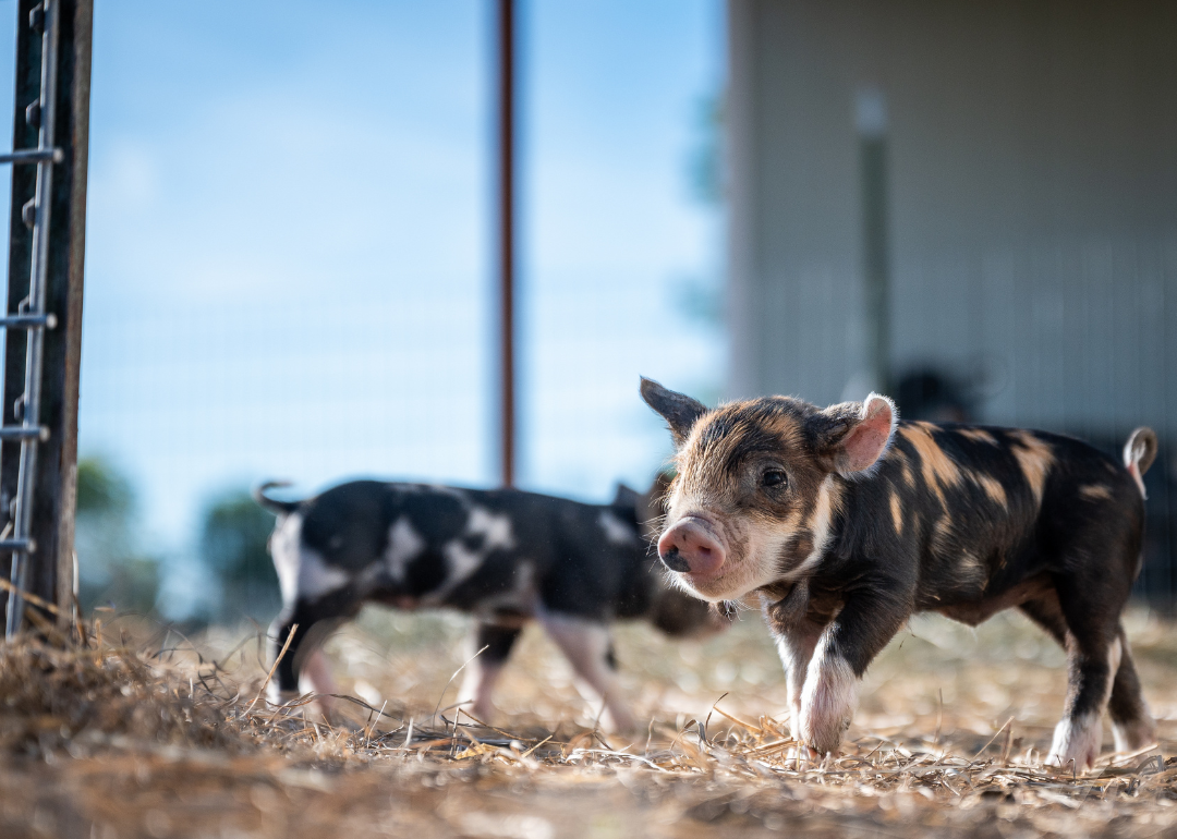 Small brown and black spotted pigs.