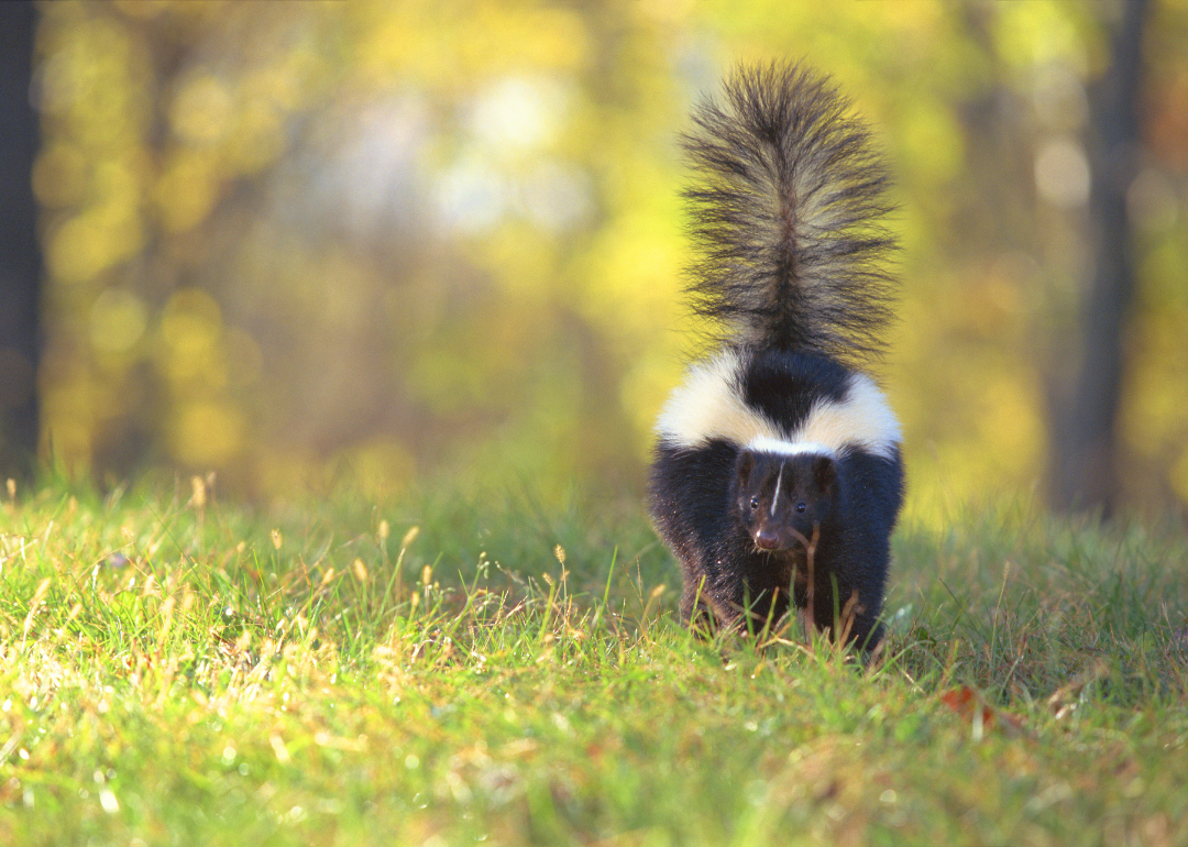 A skunk walking in the grass.