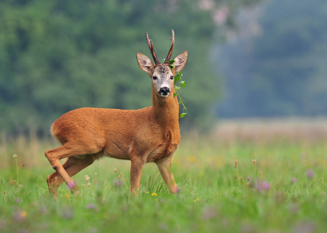 A deer in a field of flowers.