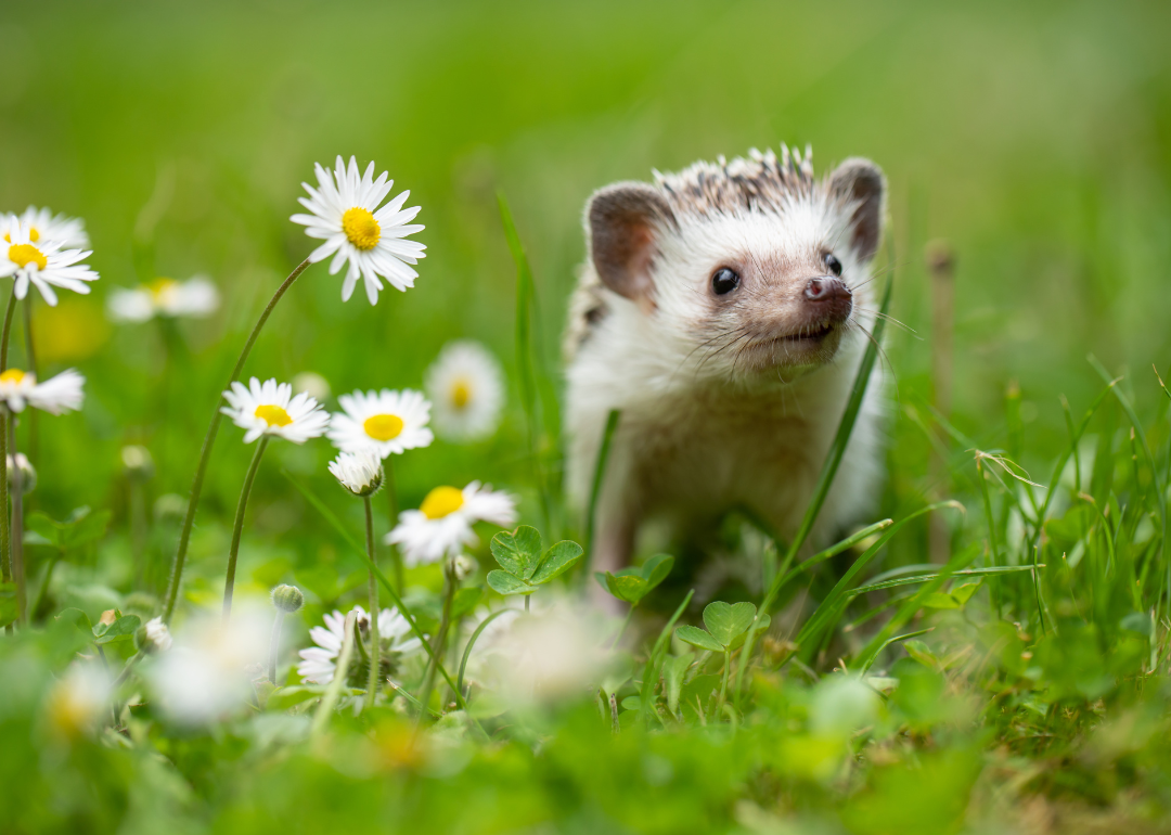 An african pygmy hedgehog.