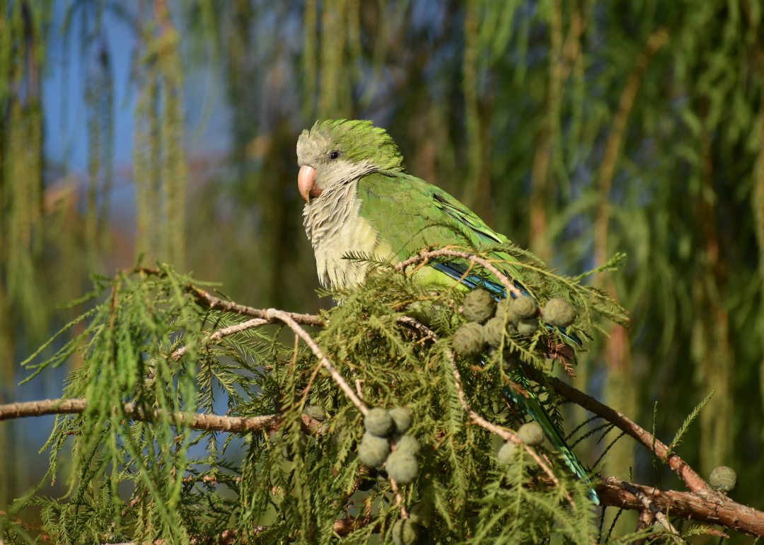 A green quaker parakeet on a tree branch.