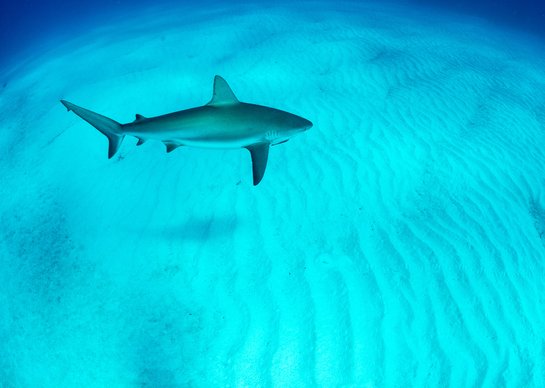 A shark in turquoise water.