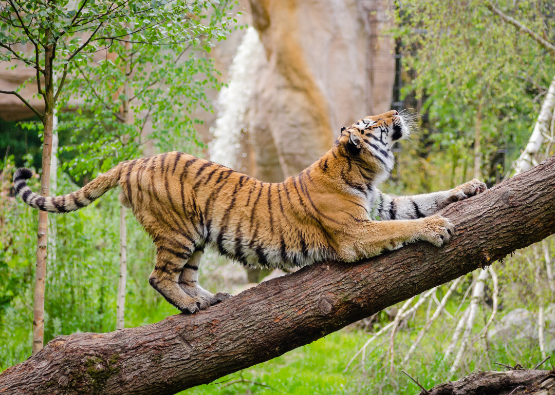 A tiger stretching on a tree branch.