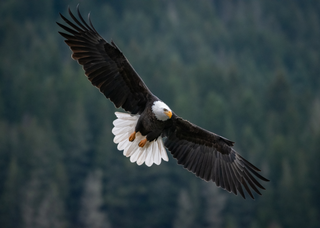 An eagle flying.