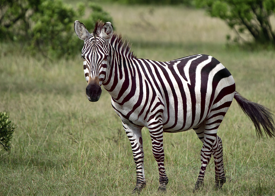 A zebra standing in the grass.