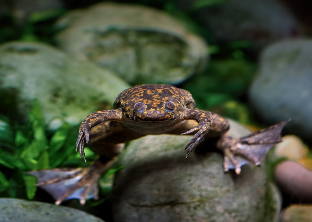 An African clawed frog in the water.