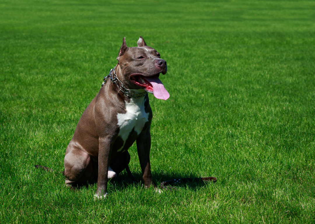 An American pit bull sitting in the grass.