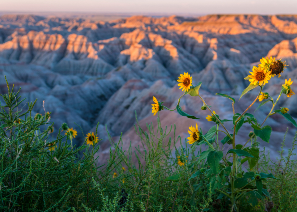 Yellow flowers sprouting from grass against a vast mountain view in South Dakota.