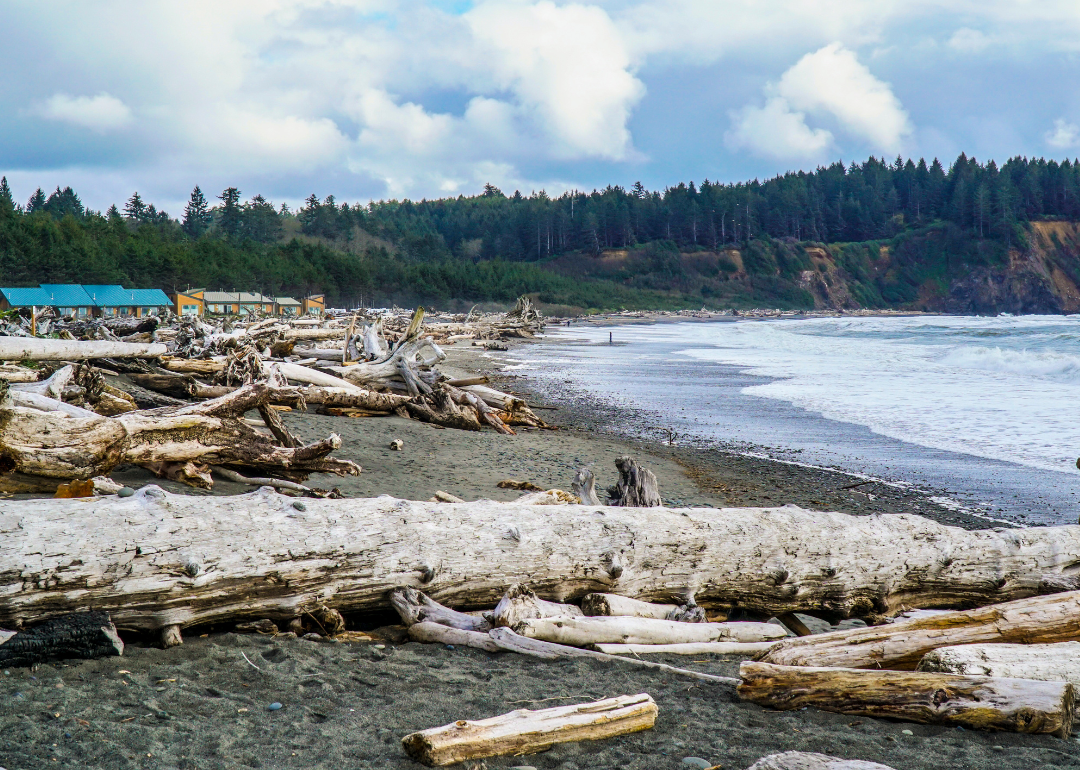 La Push Beach lined with logs and surrounded by forest.