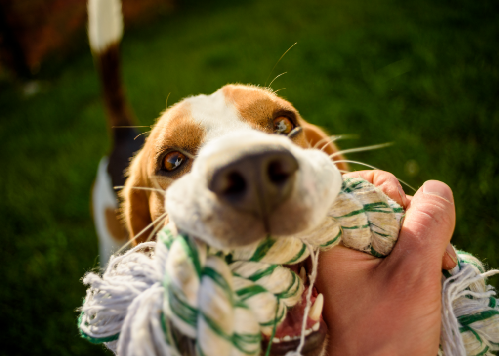 A beagle tugging on a rope toy in a person