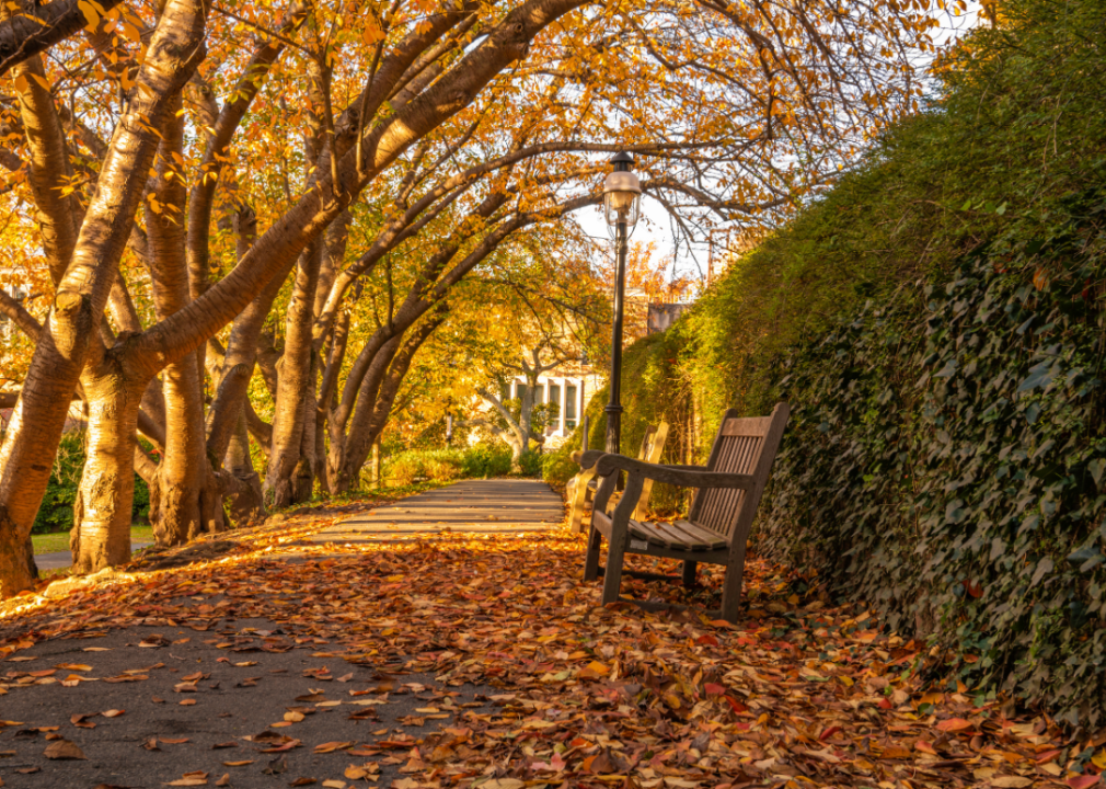 A park bench on a path covered in fall leaves.