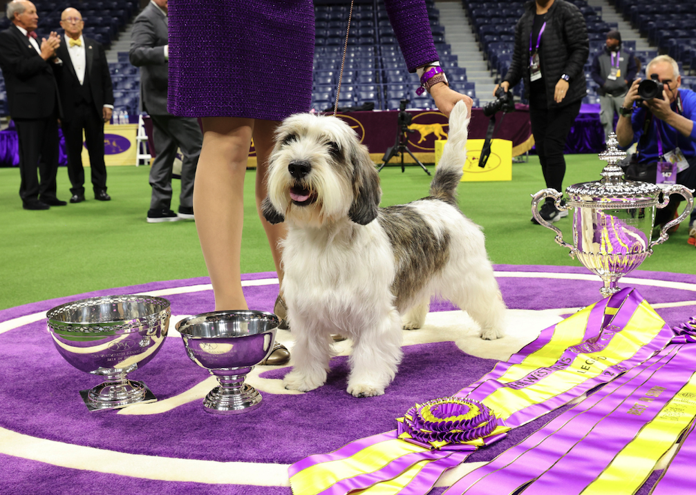 Buddy Holly, a petit basset griffon Vendéen, wins Best in Show at the 147th Annual Westminster Kennel Club Dog Show.
