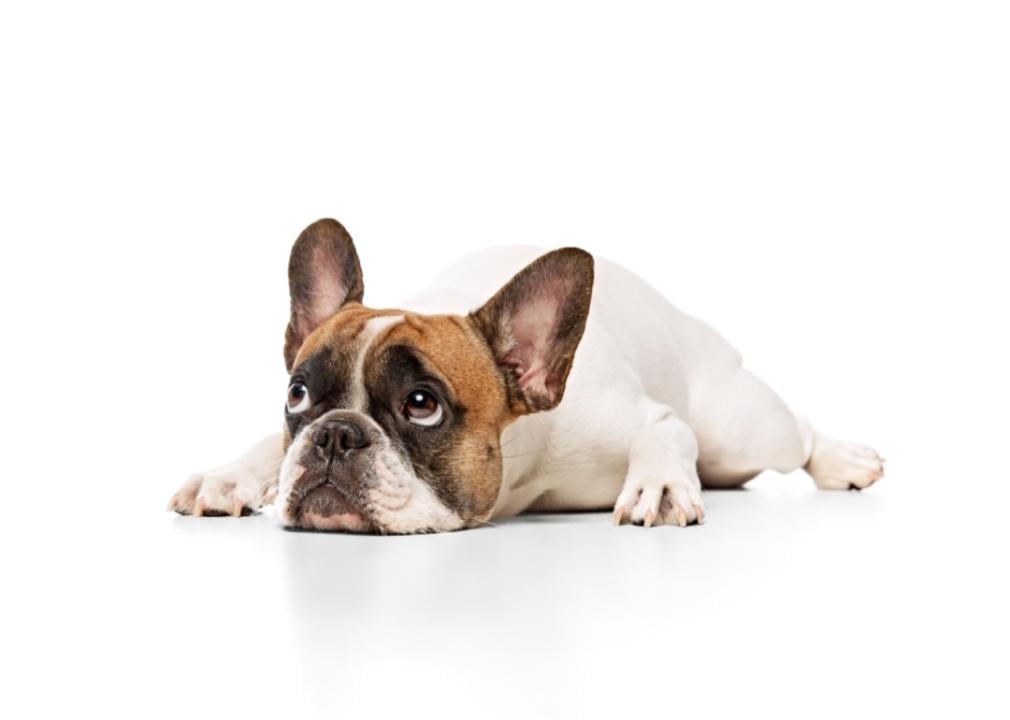 A French bulldog lying down on their belly with their legs splayed out.