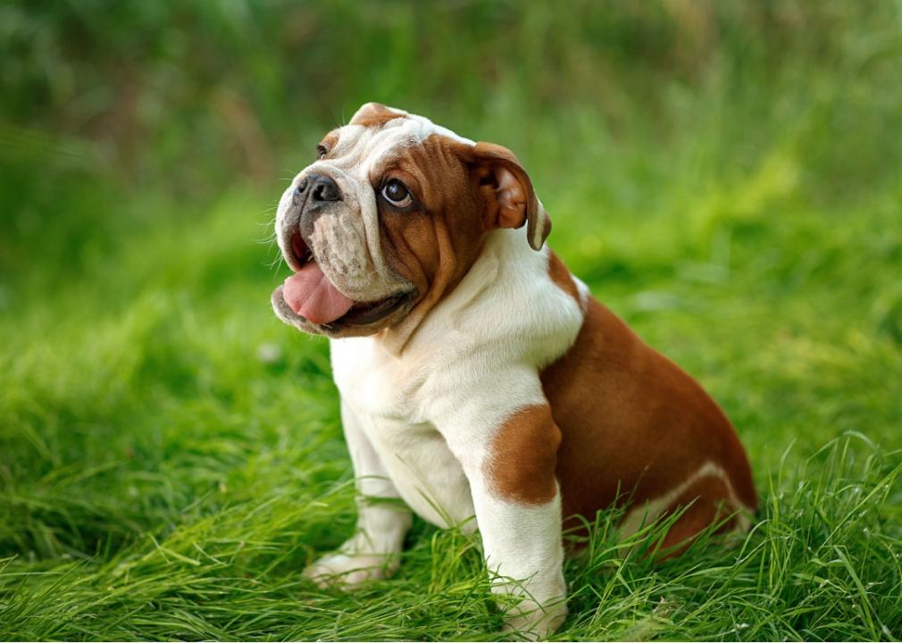 A bulldog puppy sitting in a grassy field.