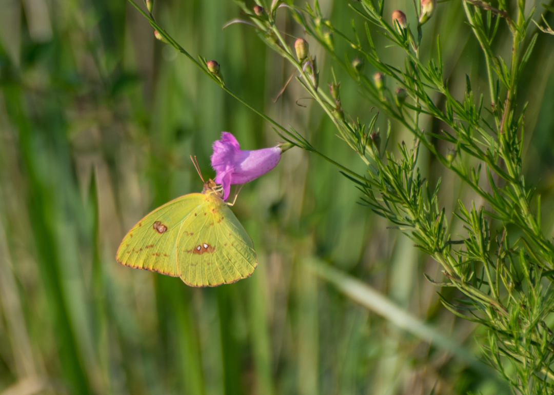 A yellow butterfly on a purple flower.