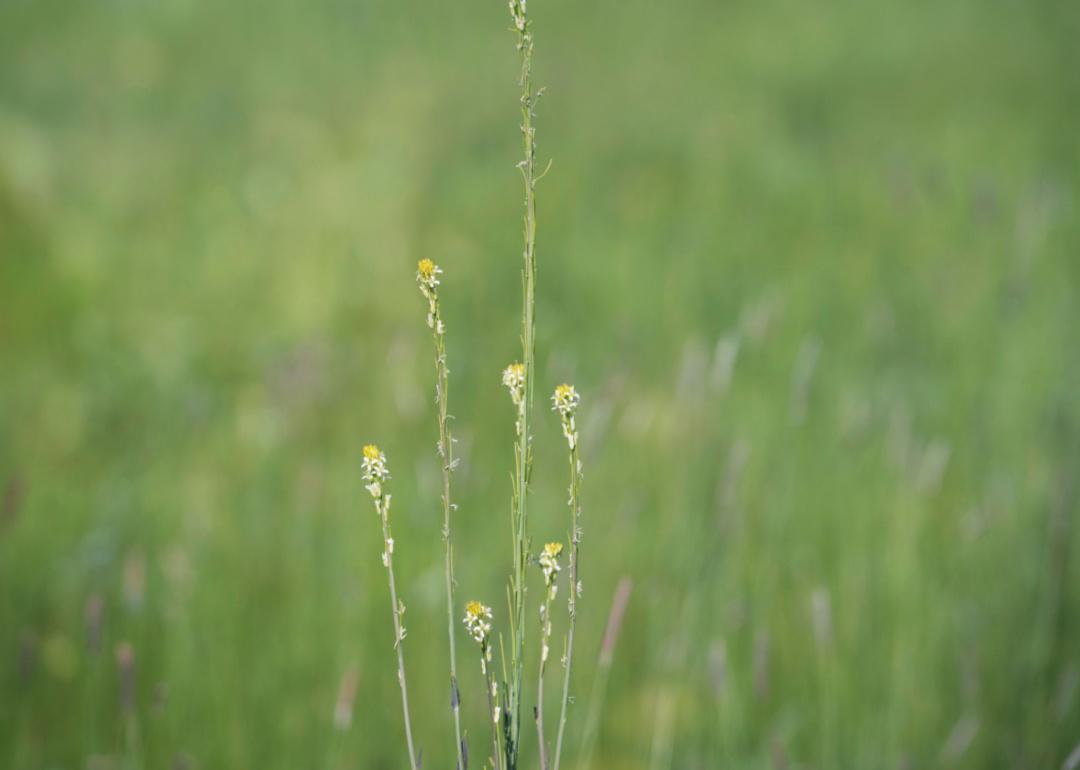 Tall grassy stalks with white-and-yellow blooms.