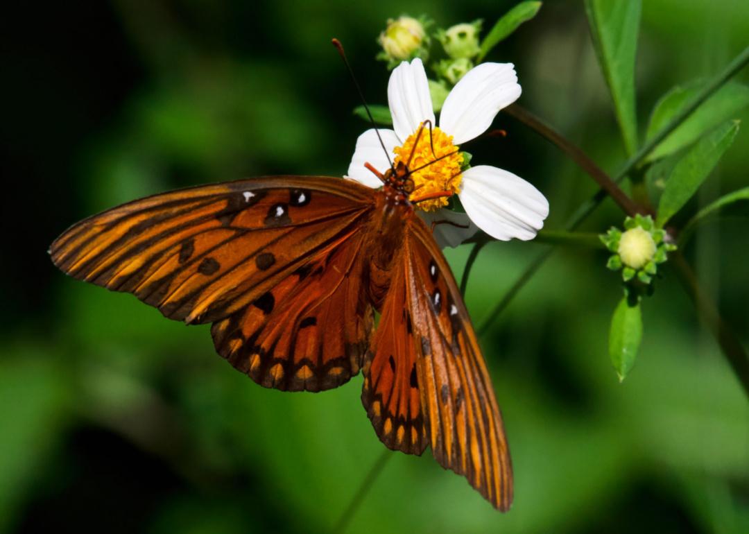 A large orange butterfly on a yellow-and-white flower.