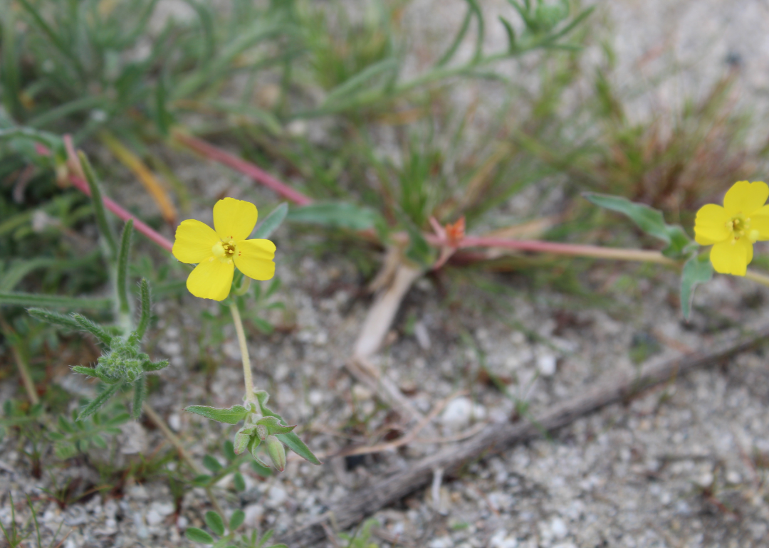 Small yellow flowers.