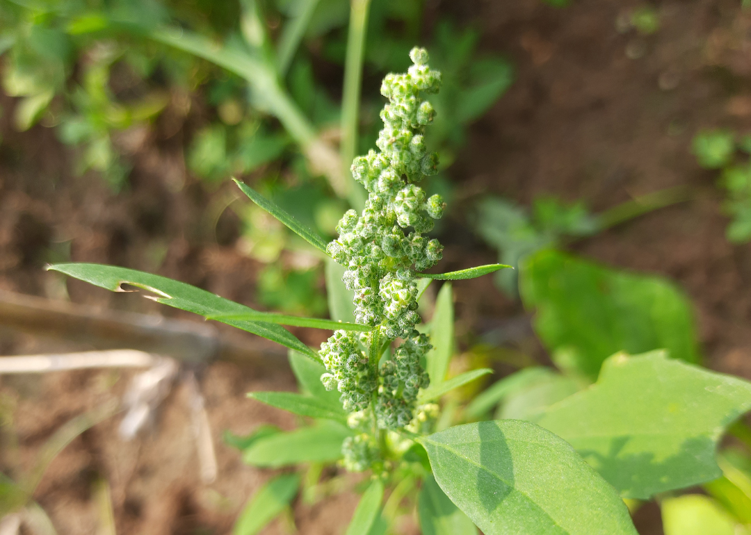 A green blooming Lambsquarters plant.