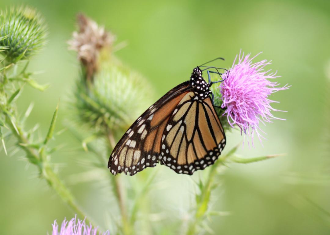 A monarch butterfly on a purple thistle.