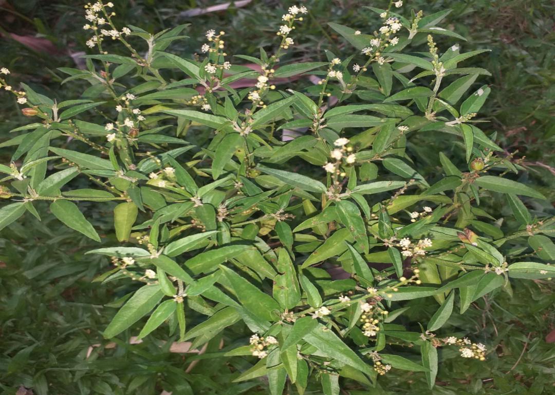 A green plant with small white blooms.