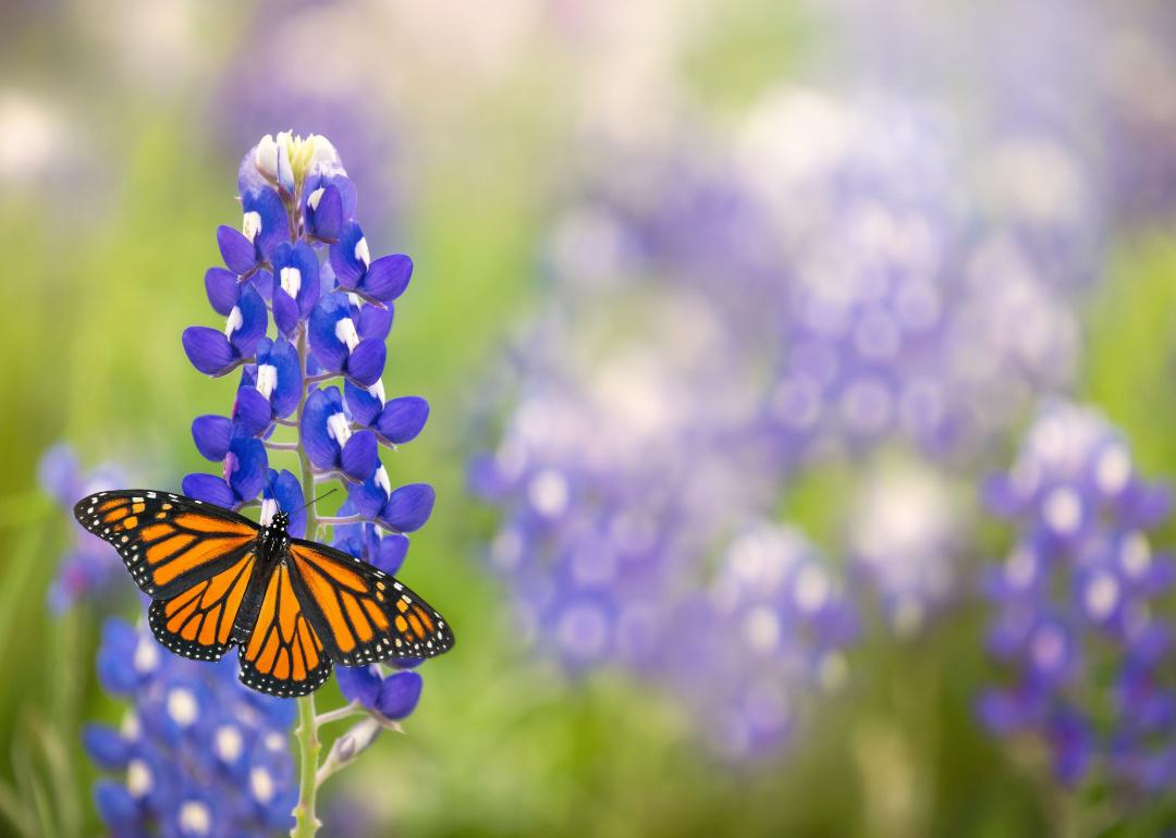A monarch butterfly on a bluebonnet.