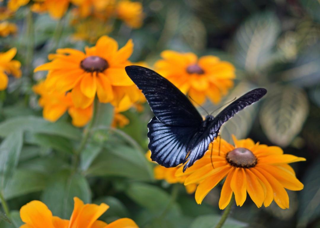 A lowi swallow tail butterfly on yellow rudbeckia flowers.