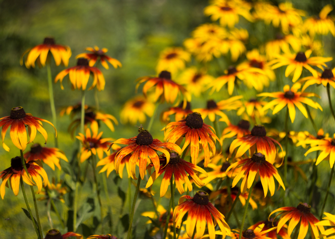 Bright yellow black-eyed Susan flowers.