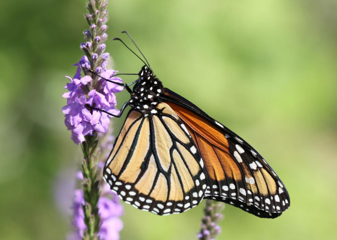 A monarch butterfly on a purple wooly verbena.