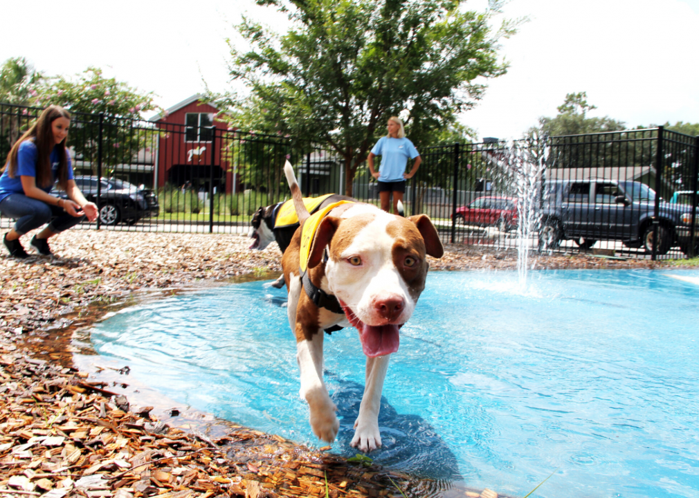 South Carolina: Charleston Animal Society